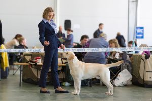 Всероссийская выставка собак ООО «РКК»